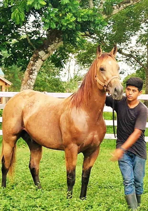 Banana Bank Lodge & Jungle Horseback Adventures بلموبان المظهر الخارجي الصورة