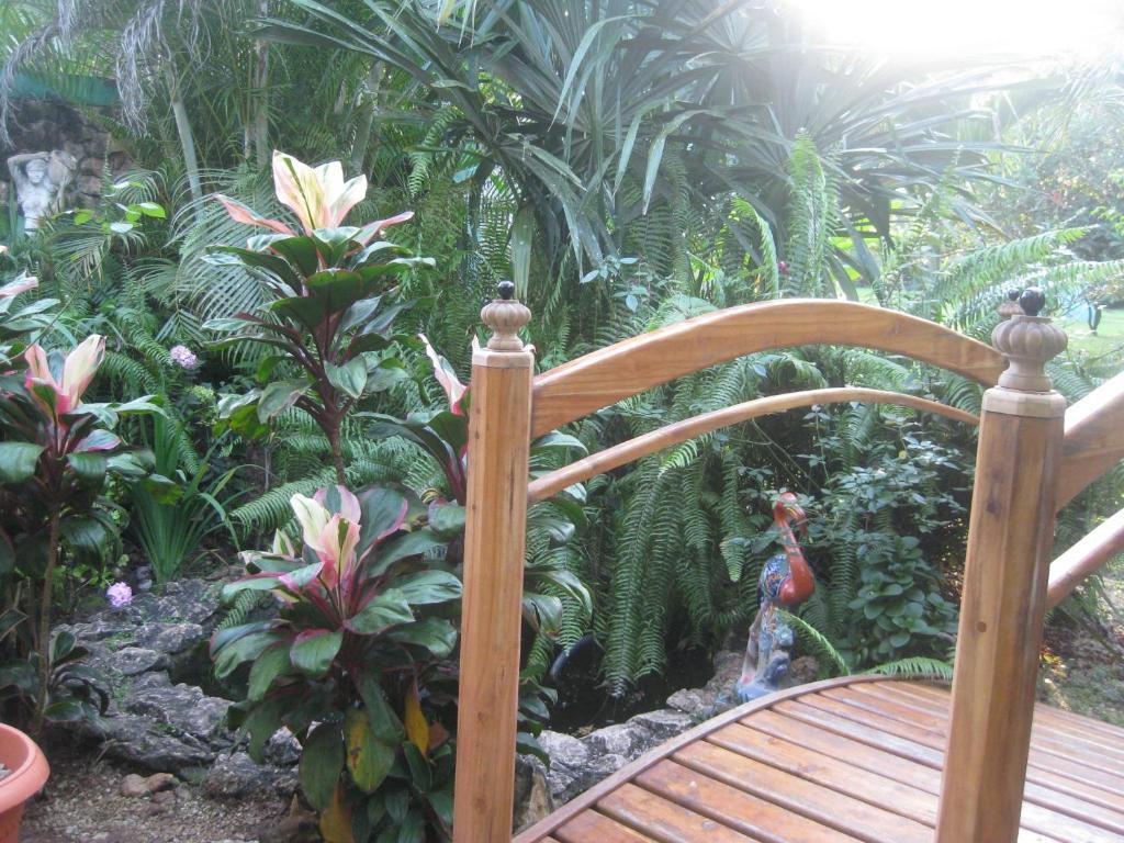 Banana Bank Lodge & Jungle Horseback Adventures بلموبان الغرفة الصورة