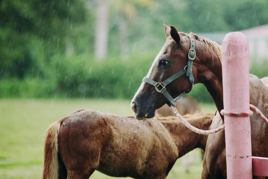 Banana Bank Lodge & Jungle Horseback Adventures بلموبان المظهر الخارجي الصورة